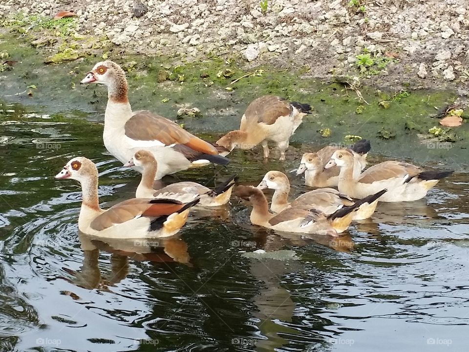 Come on Kids!. Egyptian Geese family 