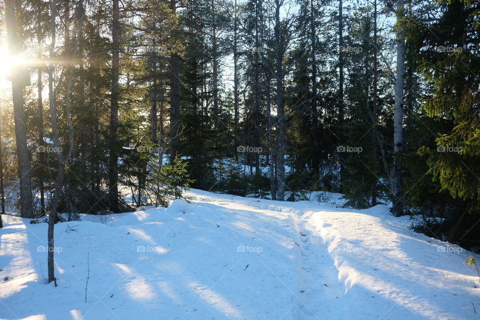 Snow, Winter, Wood, Tree, Landscape