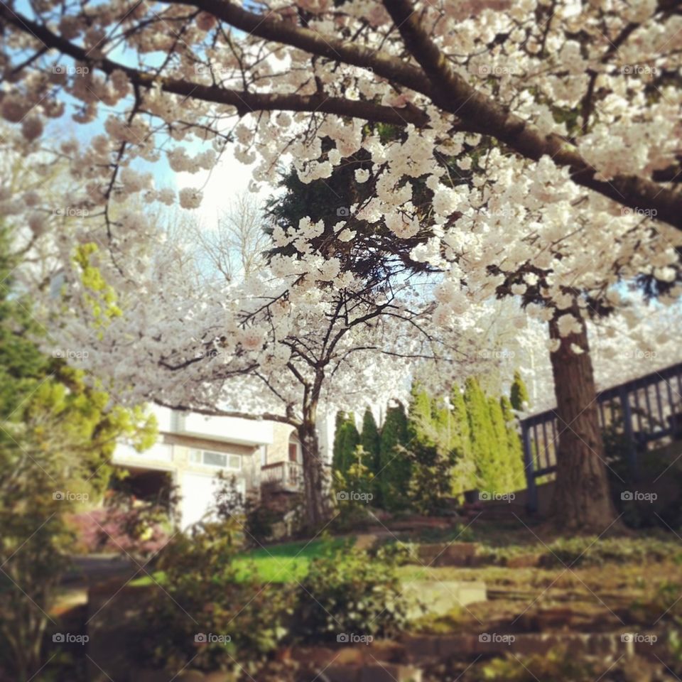 cherry blossoms garden