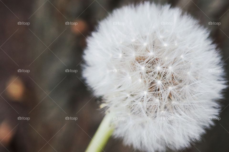 Close-up of single dandelion flower