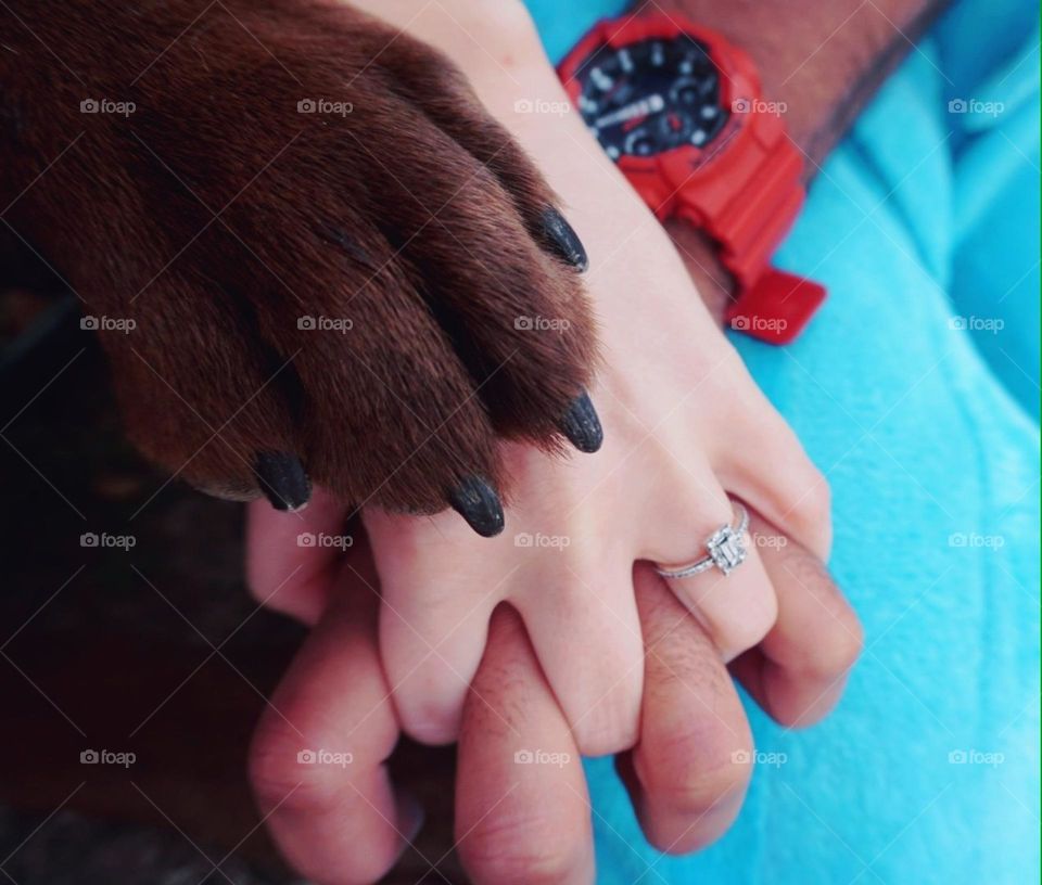 Hands#paw#couple#pet#family