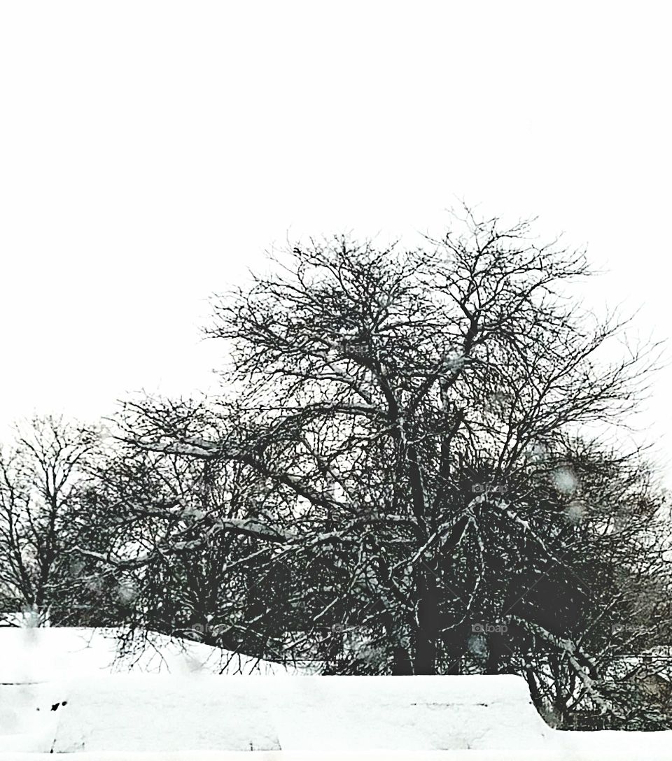 Snow in trees - black and white