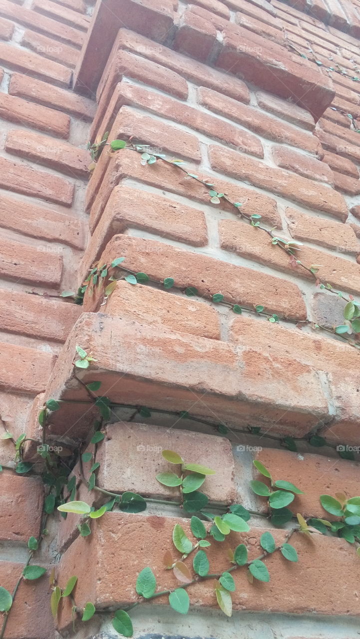 bricks and leafs
