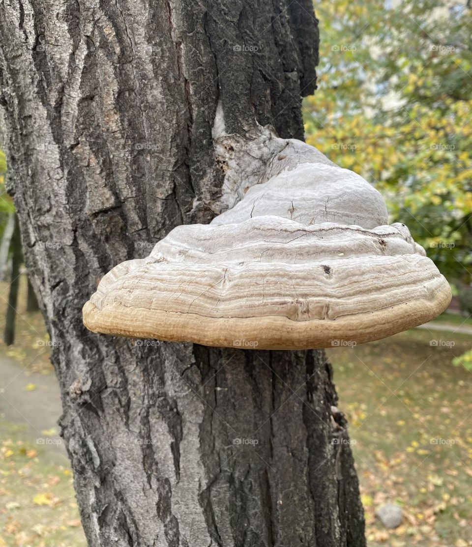 #mushroom#