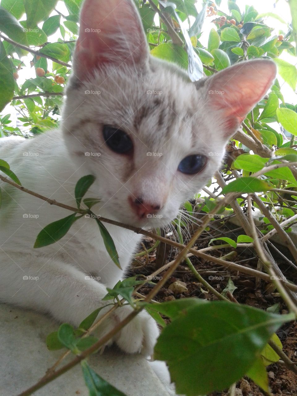 Cat in the bushes. my cat relaxing