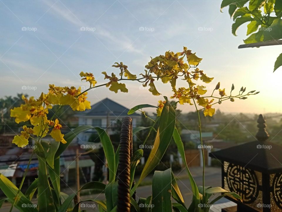 Ưởng mình trong ánh hoàng hôn.