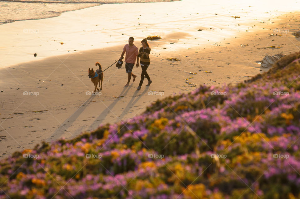 Evening stroll walking the dog along the beach