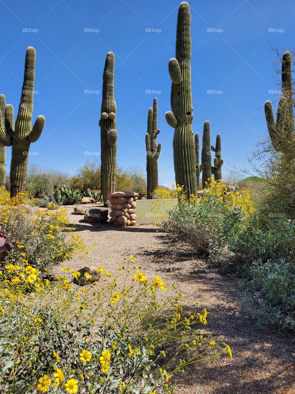 Trail Amidst Flowers and Cactus