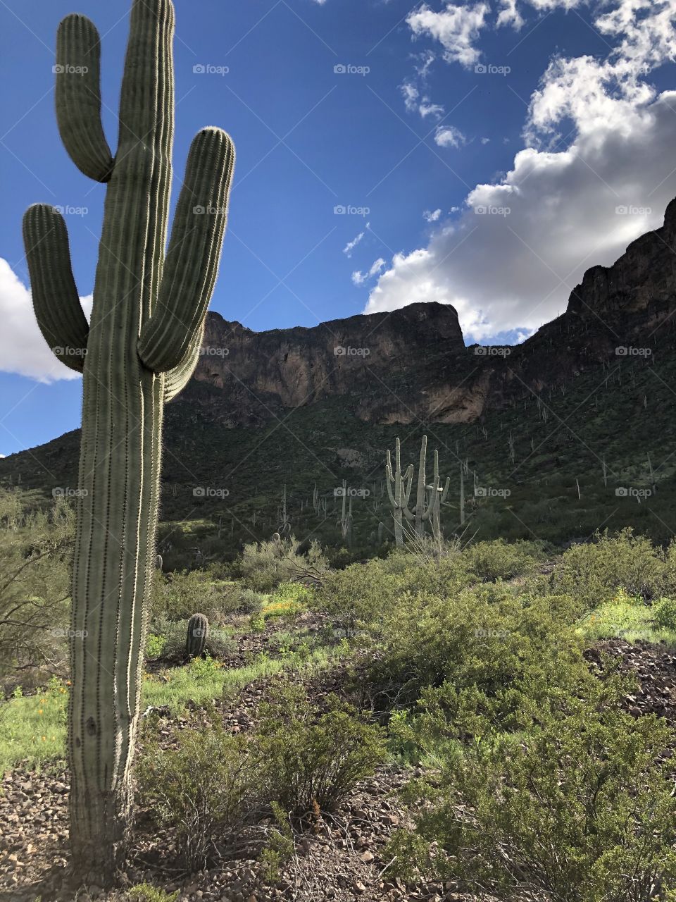 Sentinels of the Southwest
