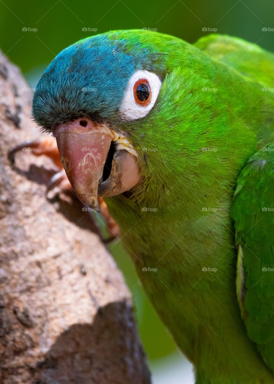 Close-up de periquito