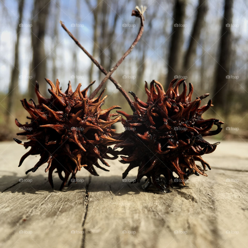 Sweetgum ball art on the boardwalk while hiking the forest at Yates Mill Park in Raleigh, Triangle area, Wake County. 