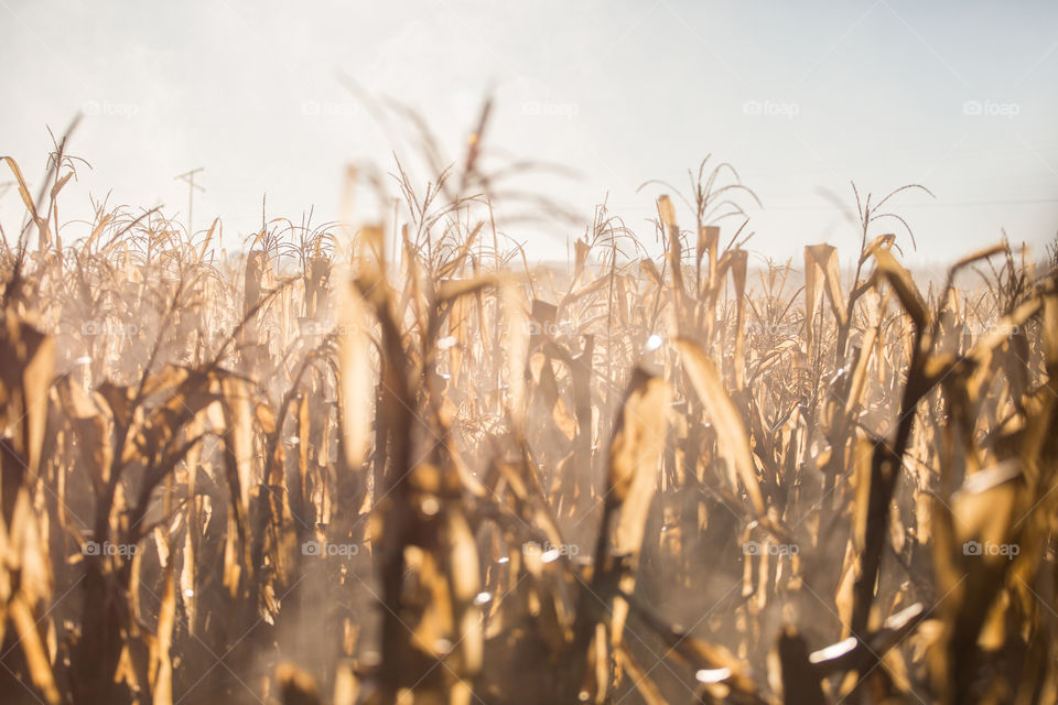 Winter in South Africa - foggy dry mornings and clear blue skies. Image of corn field in winter ready for harvest early morning.