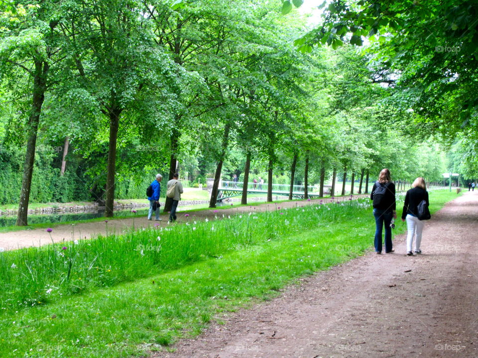 Road, Landscape, Tree, Footpath, Guidance