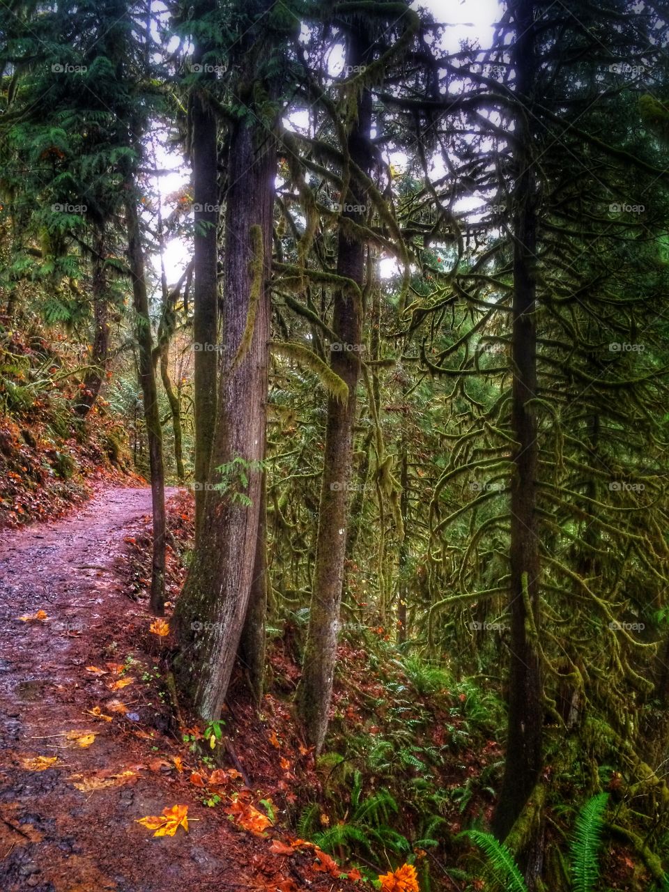 Magical forest trail 