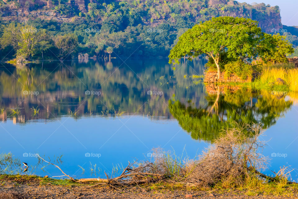 Inside view of RANTHAMBORE National Park, India Asia. As per Tourist group on jungle Safari, extreme danger location of forest for adventure tour. It is protected wildlife sanctuary in northern India.