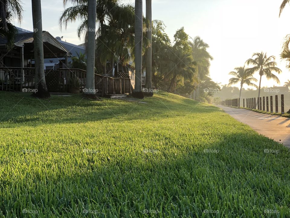 Sunny patches of grass at sunrise