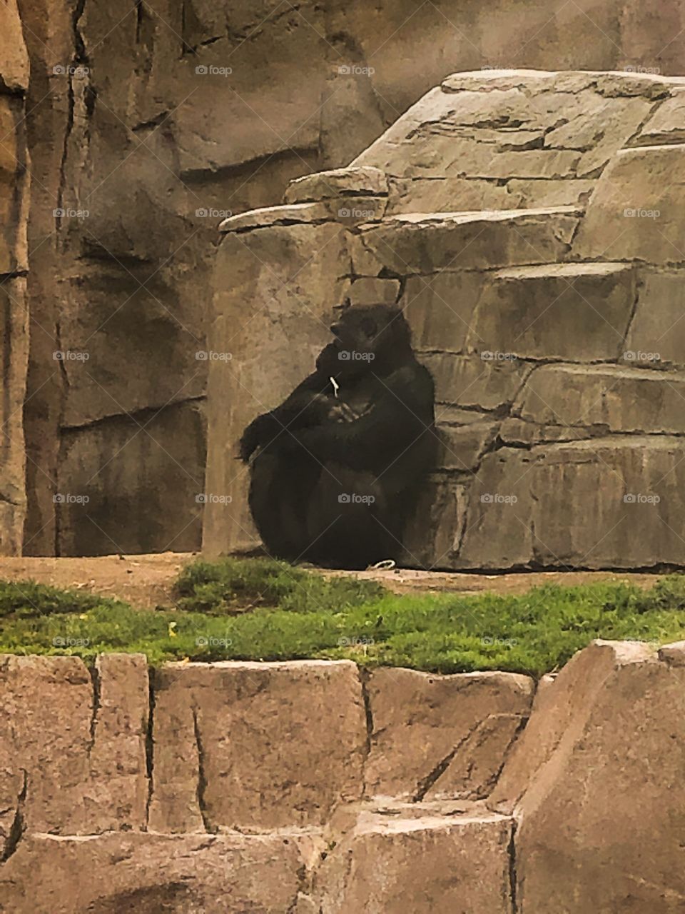 San Diego zoo Gorilla