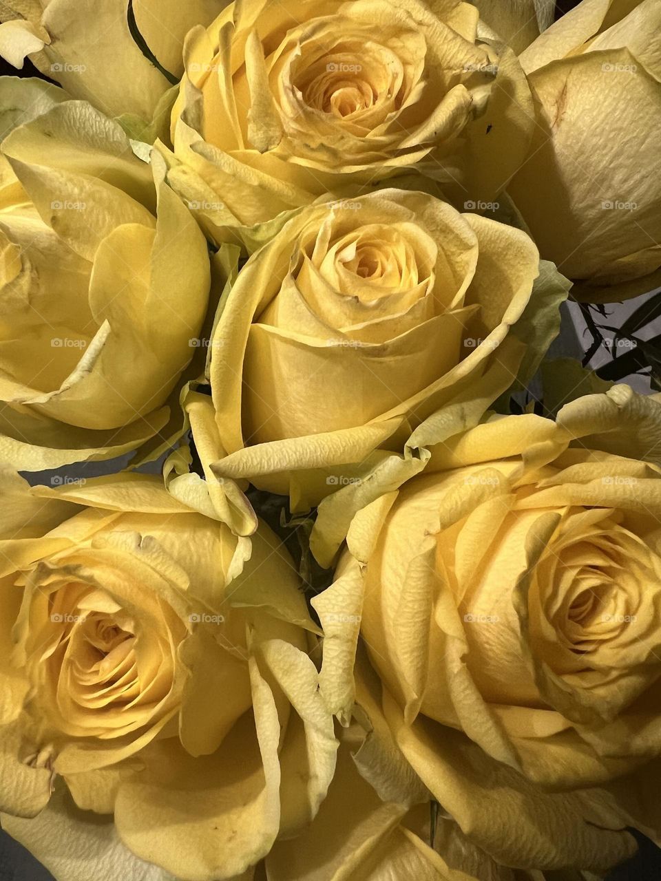Yellow rose 