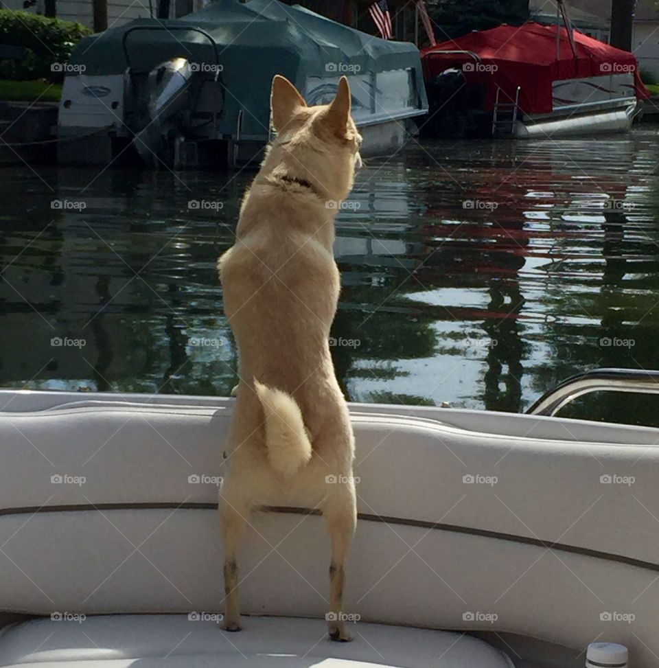 Every boat needs a good dog!