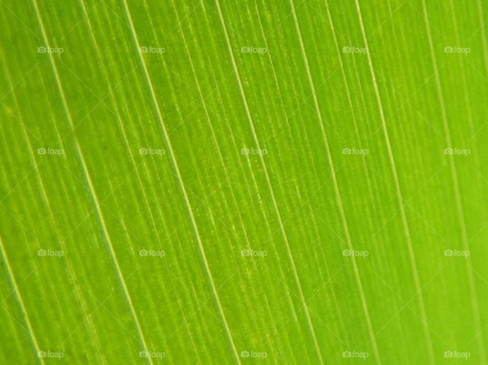 Textures, macro , green, plants 