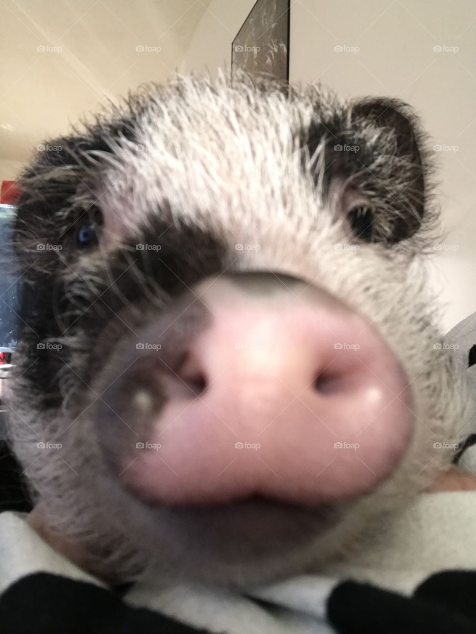 Must boop the camera!