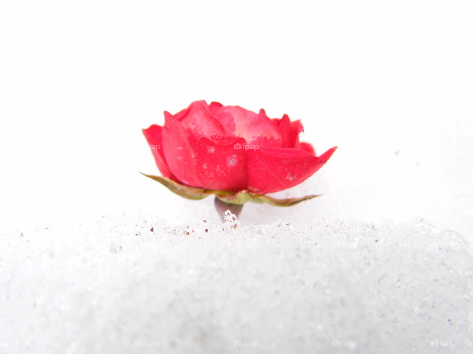 red rose flower on Snow White