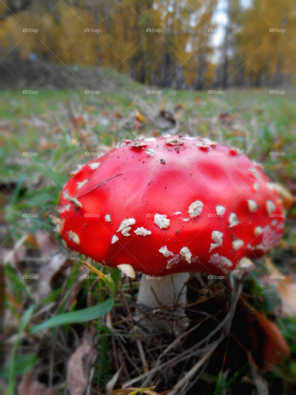 red amanita toxic mushroom in the grass fall landscape