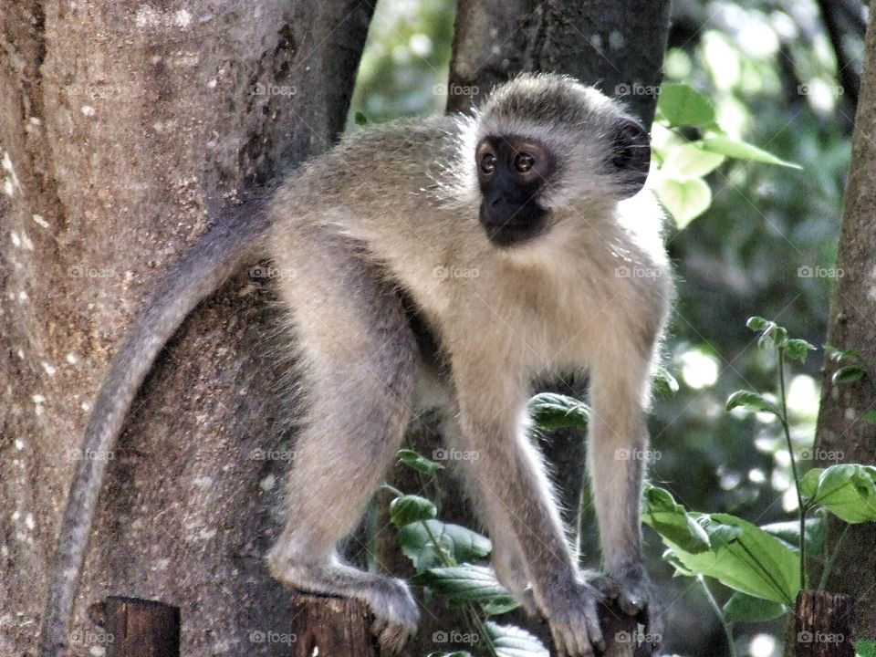 Monkey photo capturing their curious nature.