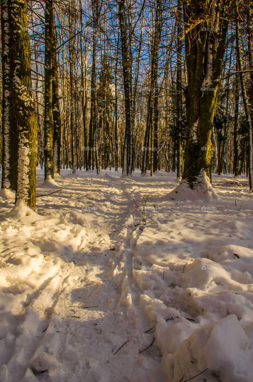 winter landscape