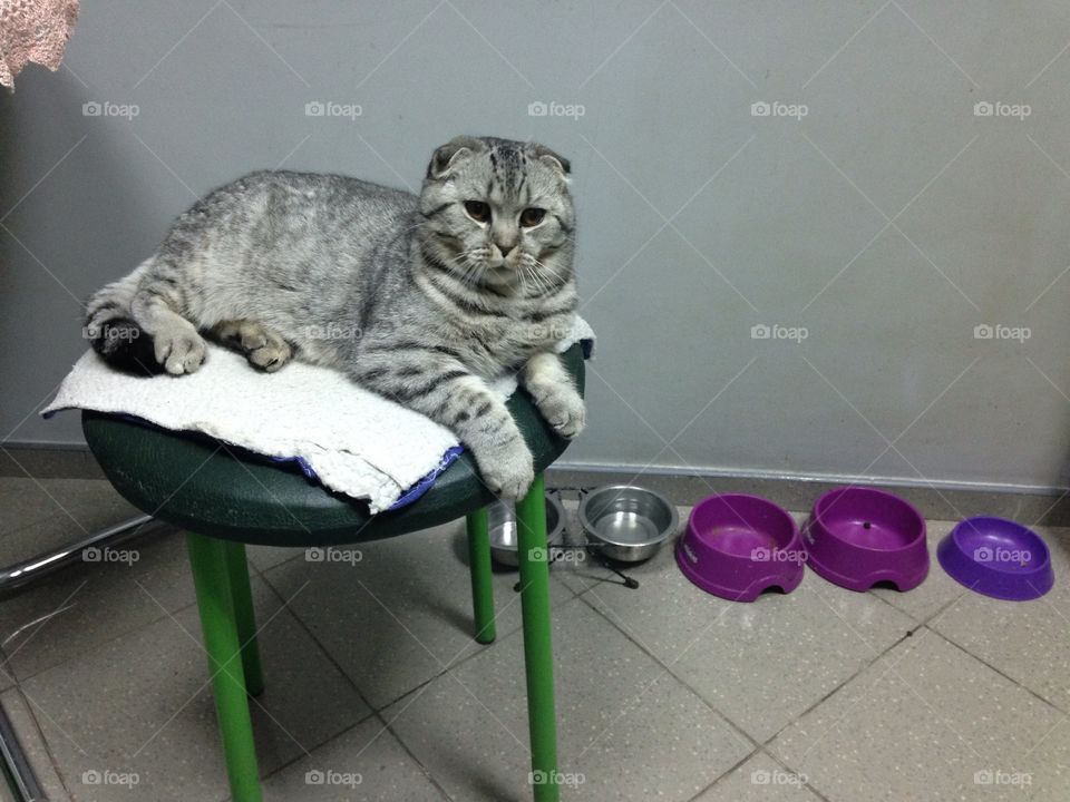 Funny Scottish fold kitten sneezing 