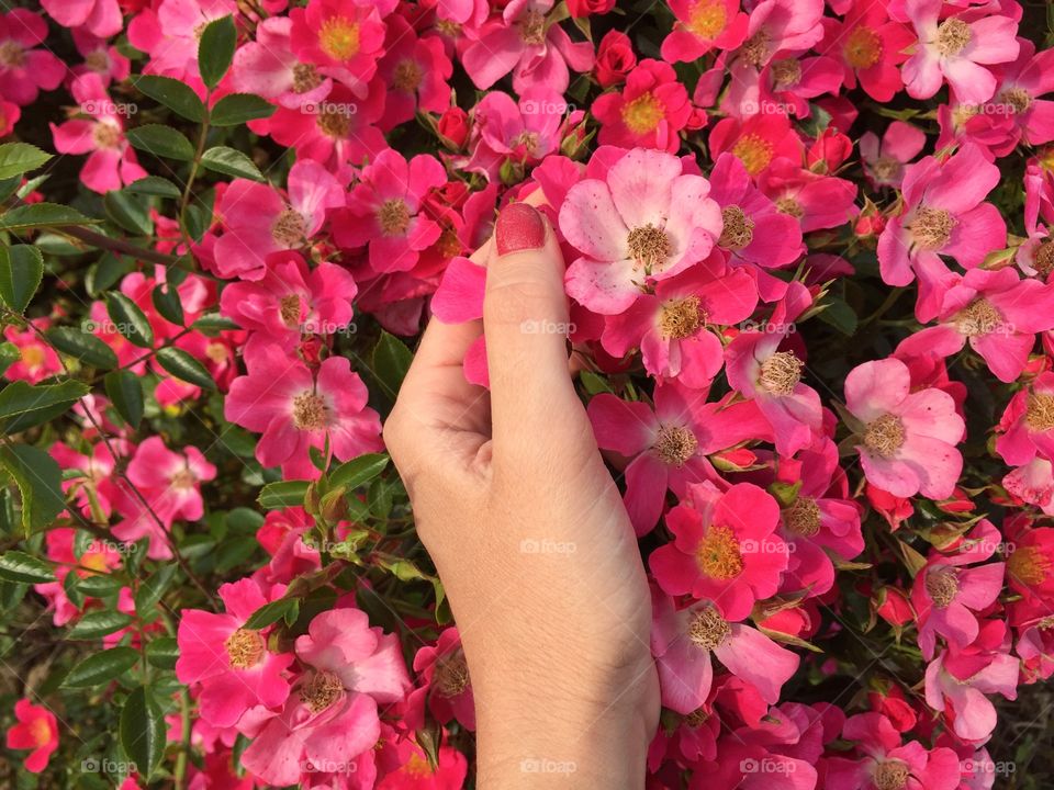 Woman's hand touching bunch of red and pink small roses