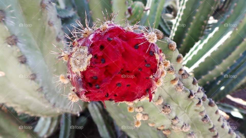 flowering fruiting cactus