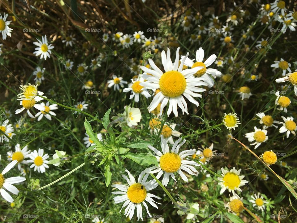 Wild Chamomile