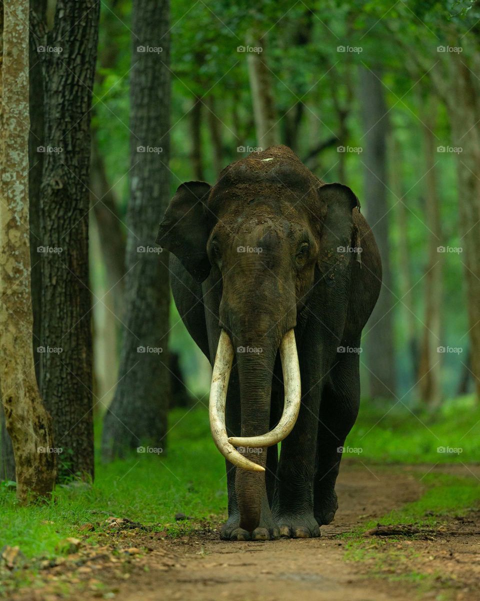 The GENTLE GIANT! ❤️🐘