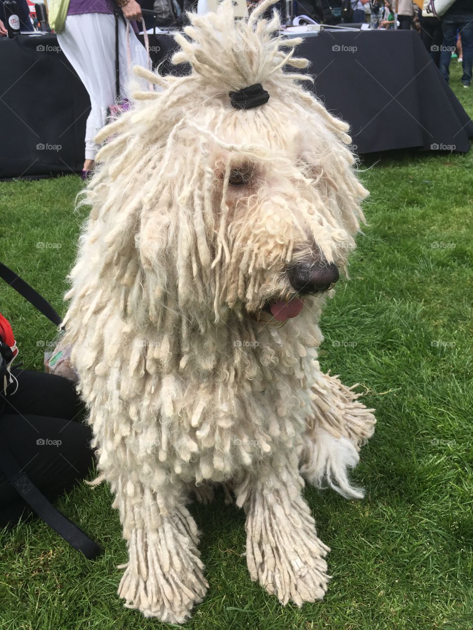 Dog in a dog show for best coat. 