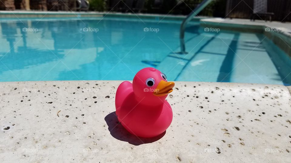 Pink duck at the pool