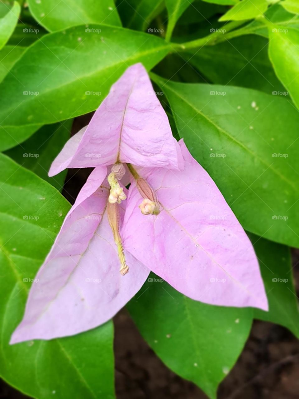 purple triangle petal