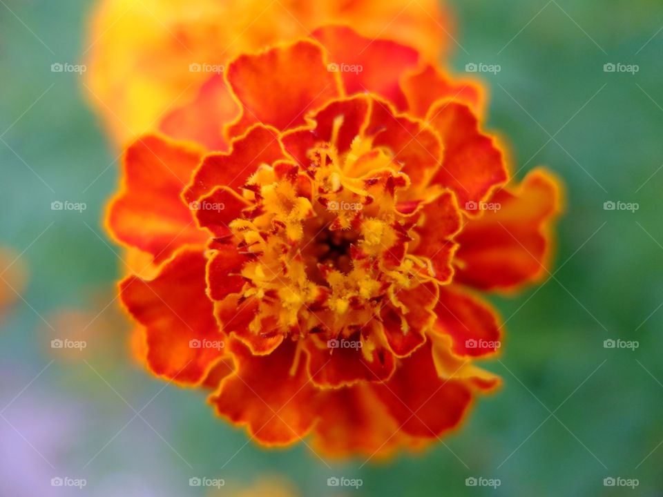 Red and yellow flower up close