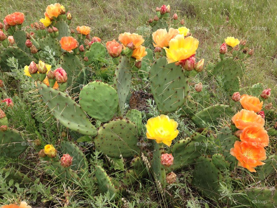 Cactus blooms. Prickly pear cactus blooming