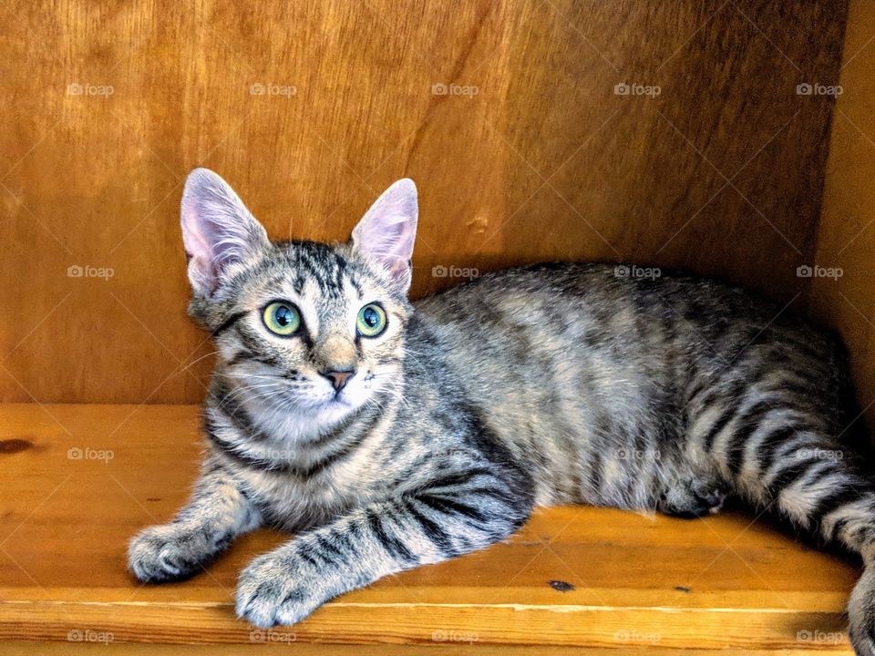 Kitty is a cute little kitten