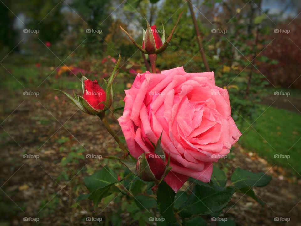 Close-up of garden rose