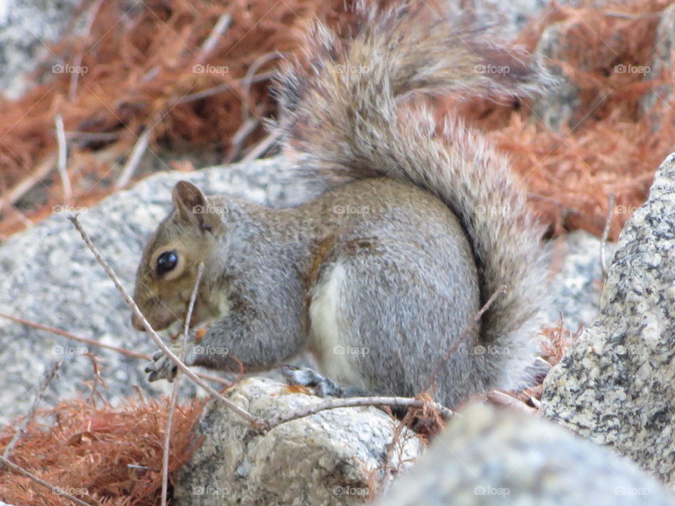 squirrel in the park