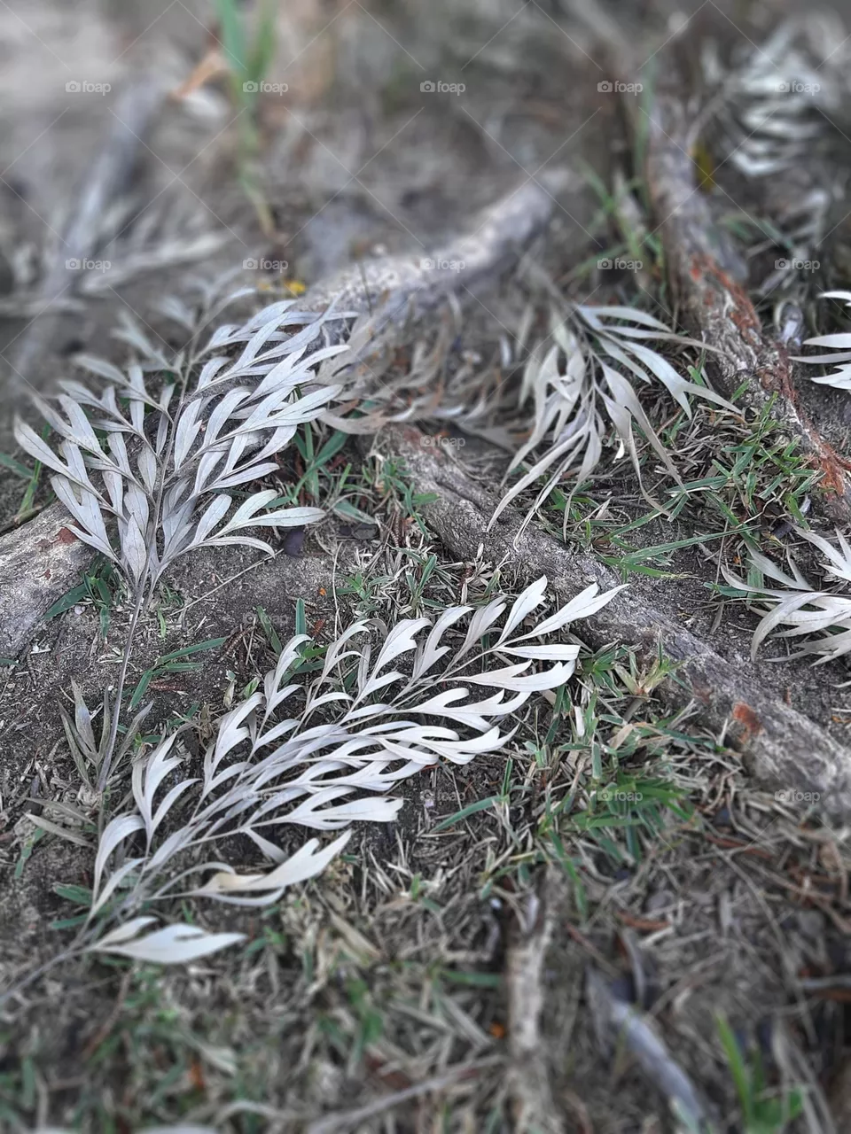 Renewal