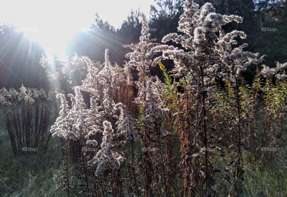 autumn fluffy flowers in the solar light