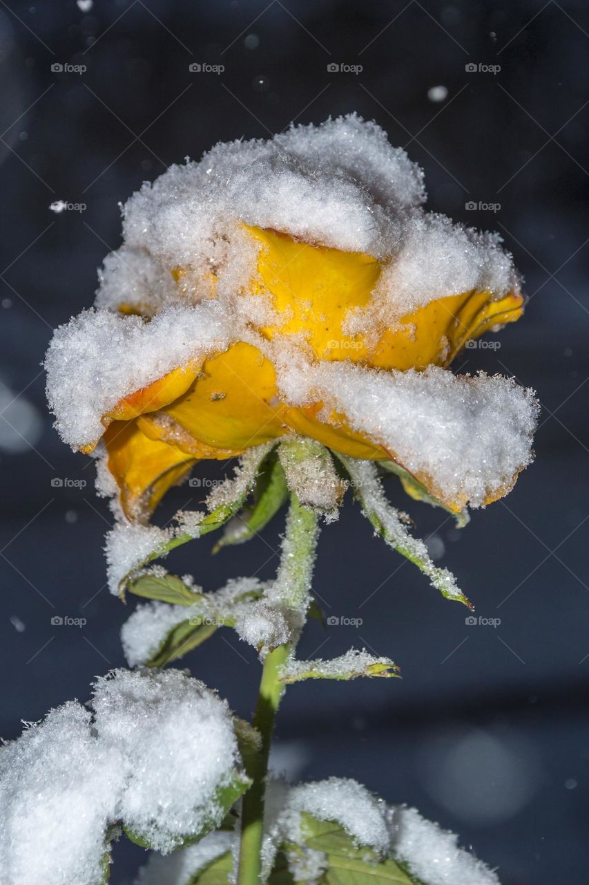 Yellow rose under snowfall.