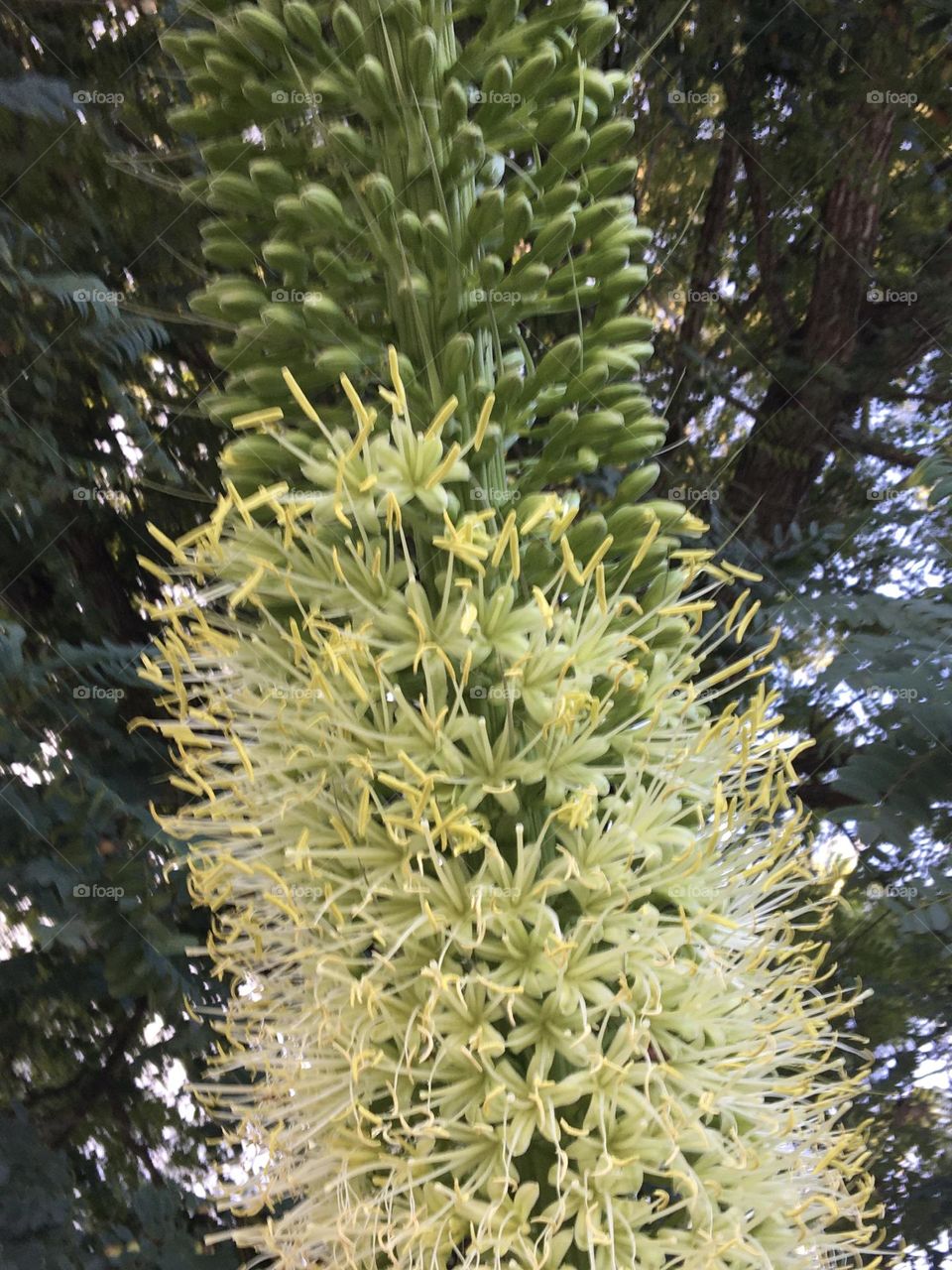 Flowers detail of Foxtail Agave