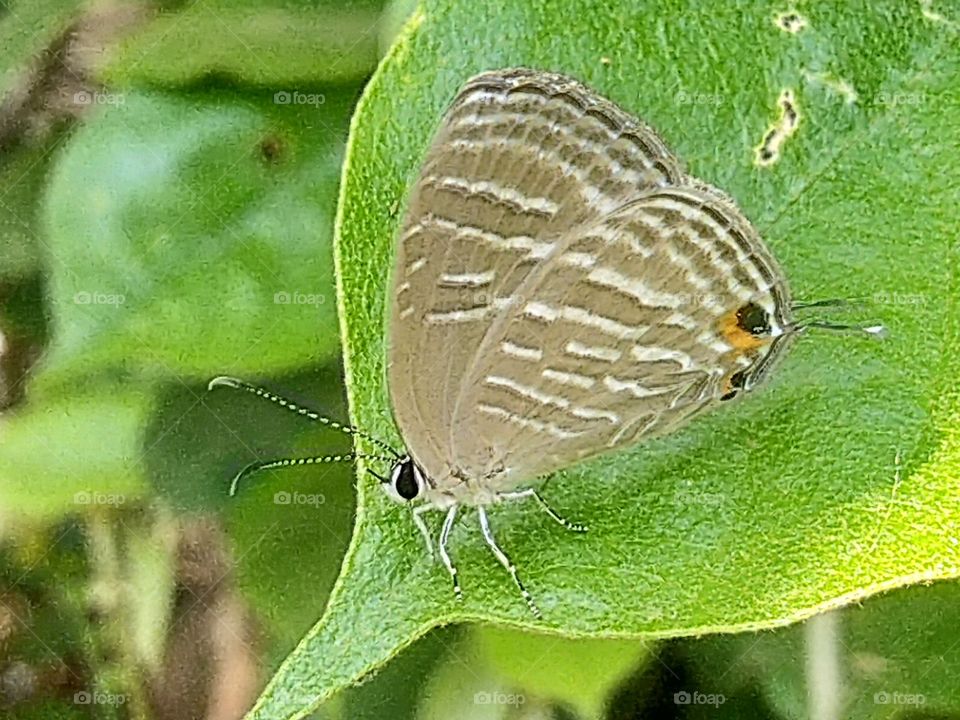 A beautiful little butterfly perched on a leaf
