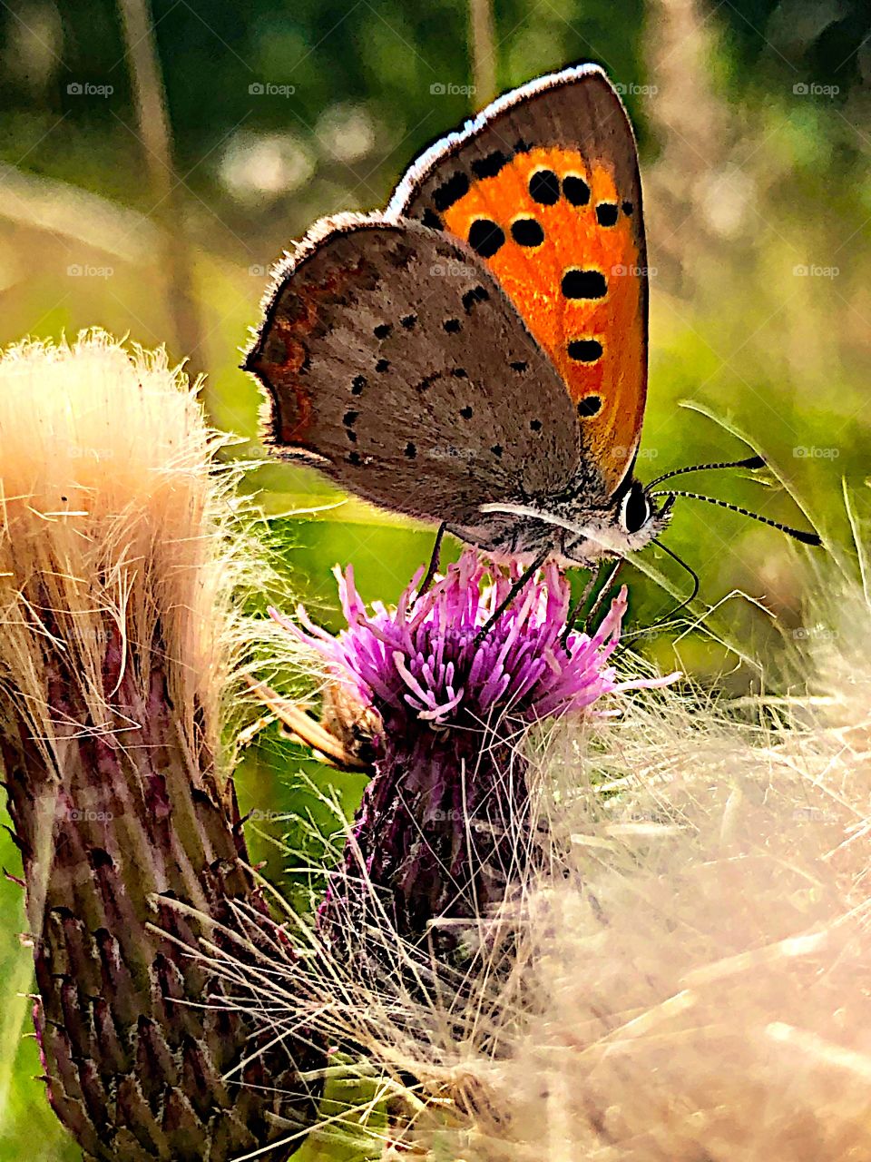 Butterfly in nature! 
