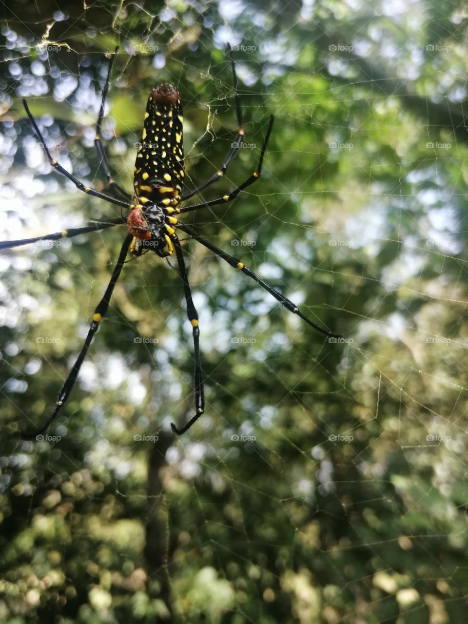 Spider hunting to red ladybug on Web in forest.
