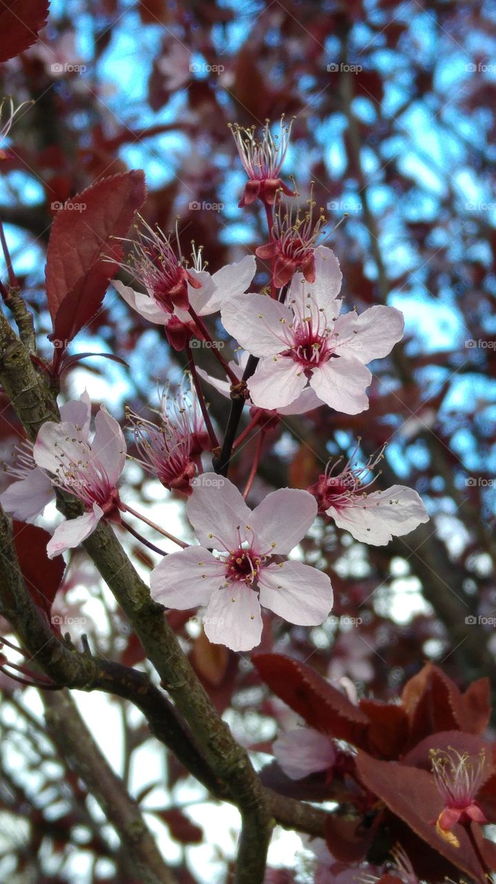 pink cherry blossom tree in the spring